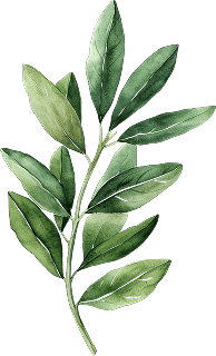 Olive Leaf